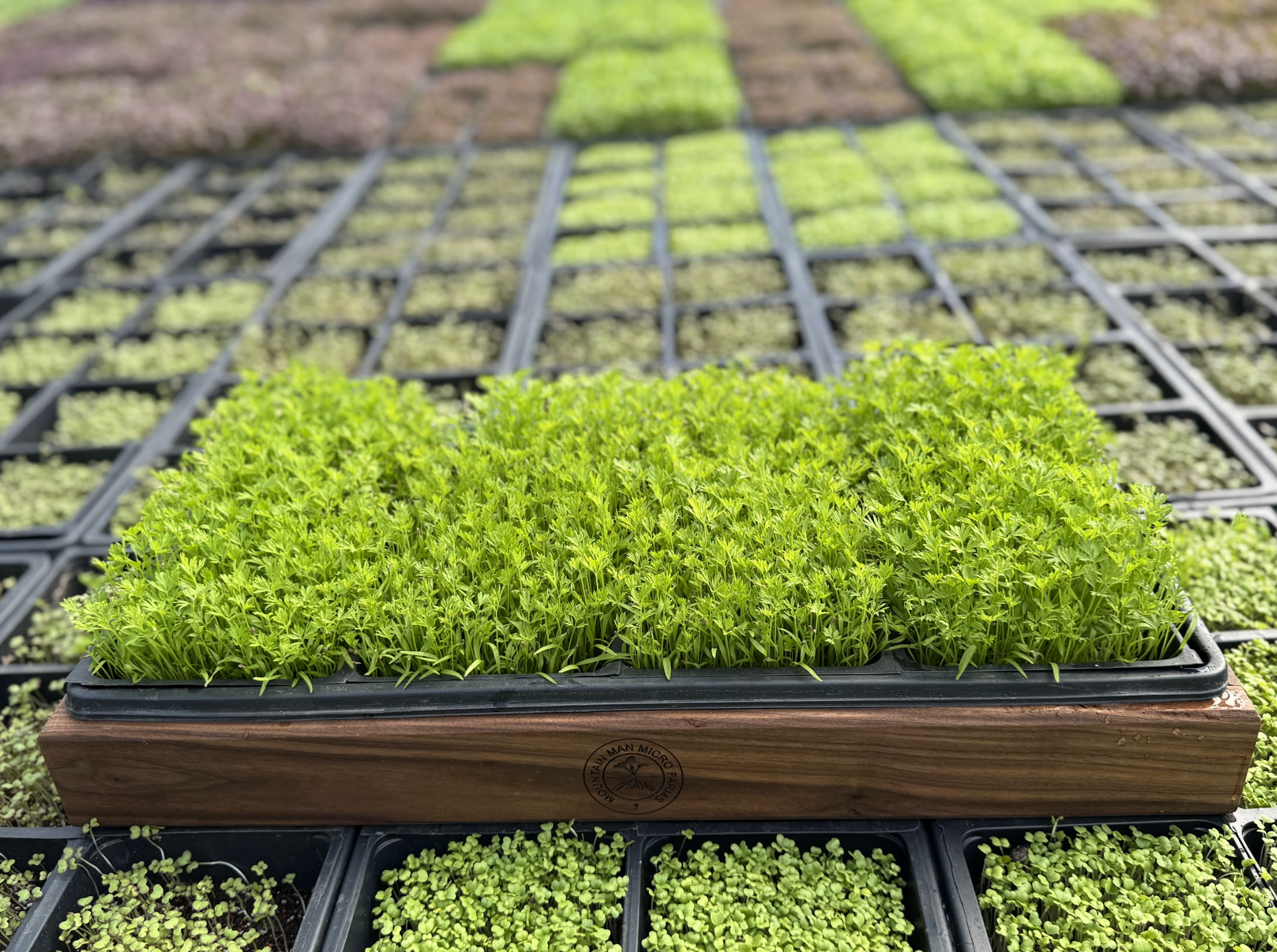 View of Microgreens Delivery for Restaurants in Denver | Fresh & Local Greens